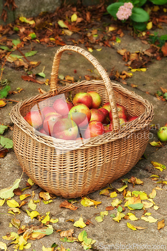 Image of Apple, basket and ground for autumn, harvest and agriculture of healthy, natural and snack. Organic, fruit and floor for abundance, sustainability or zero waste for farming eco friendly food