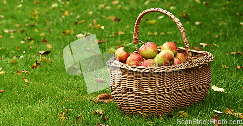 Image of Apple, basket or leaf on lawn for fall, harvest or countryside for health, food or agriculture. Organic, fruit and grass in autumn on sustainable, farm and orchard for natural eco friendly nutrition