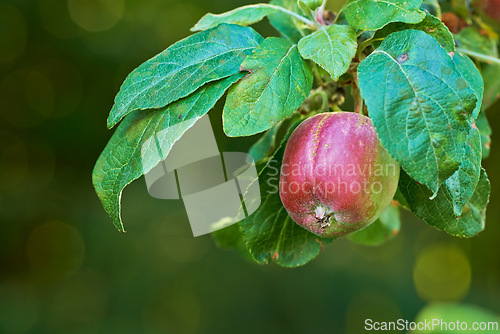 Image of Branch, tree and natural apple from countryside, outdoor and fruit for nutrition, eating and harvest. Summer, fall and green in rural environment for farming or garden, orchard and fiber for food