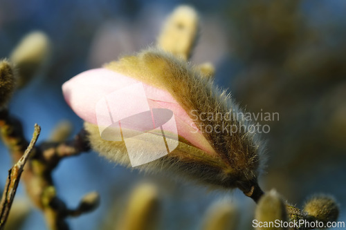 Image of Budding flower, outdoor and zoom for nature, hope and spring in environment in floral blooming. Japan, blossom and closeup of forest, plant and life in eco friendly green background and petal