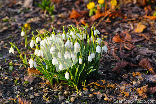 Image of Snowdrop, flower and plant on soil in ground with leaf in environment for fall season, grow and bloom with sunlight. Nature, landscape and greenery in garden or forest and bud for botanical or eco