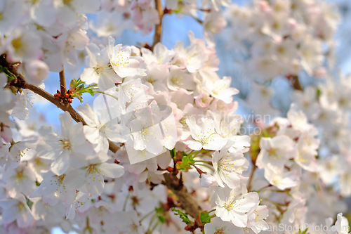 Image of White blossoms, flower and leaf for plant in garden or nature for environment and geography on earth in backyard or forest for apple tree. Growth, greenery with stem in spring for ecology and natural