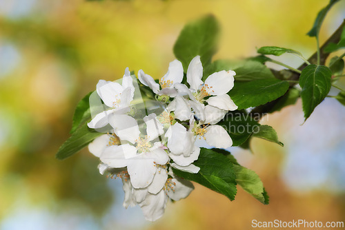 Image of White flowers, plant and growth in nature for farming, agriculture and zoom of petals in a garden or park. Apple tree for development, fruits and food production with start or beginning of spring