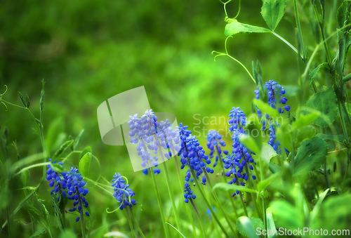 Image of Bluebells, countryside and forest with flower, plants and grass in nature with floral greenery outdoor. Leaves, bush and woods with bloom and wild garden in spring with no people and fresh vegetation