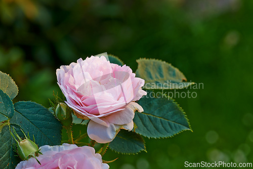 Image of Rose, leaf and flower in nature for plant, love and bloom with bud and growth in garden or natural environment. Bright and fresh in sunlight and spring season and stem with flora, petal and color