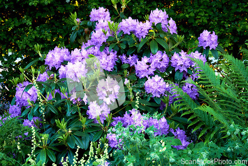 Image of Azalea, countryside and forest with flower, plants and grass in nature with floral greenery outdoor. Leaves, bush and woods with bloom and wild garden in spring with no people and fresh vegetation