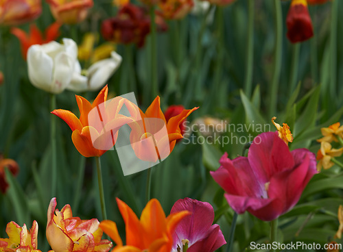 Image of Lily, countryside and garden tulip with flower, plants and grass in nature with floral greenery outdoor. Leaves, bush and woods with bloom and wild environment in spring with no people and forest