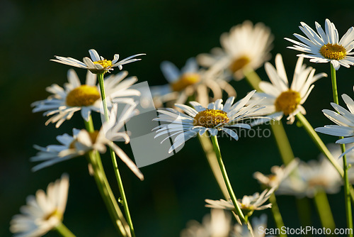 Image of Daisy, countryside and forest with flower, plants and grass in nature with floral greenery outdoor. Leaves, bush and woods with bloom and wild garden in spring with no people and fresh vegetation