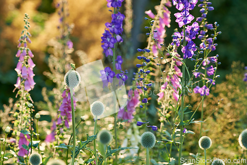 Image of Flower, countryside and forest with purple, plants and grass in nature with floral greenery outdoor. Leaves, bush and woods with bloom and wild garden in spring with no people and fresh Larkspur