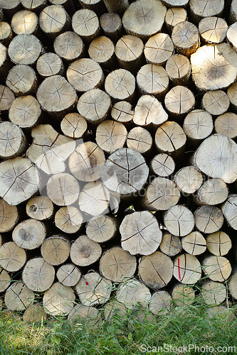 Image of Lumber, wood and outdoor with pile, forest and birch tree with deforestation and timber for firewood supply. Log, nature and woods for construction material and trunk resource of bark for logging