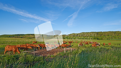 Image of Agriculture, cows and grass in farm with nature, livestock and fields to eating lawn. Countryside, animals and landscape with cattle, blue sky and trees in spring for outdoor environment or rural