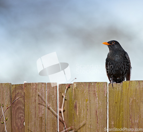 Image of Black bird, outdoors and outside on wooden fence, avian and wild animal in natural environment. Common species, dark and native to northern hemisphere, wilderness and birdwatching or birding