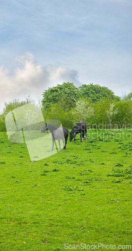 Image of Farm, freedom and horses in nature for grass, feeding or morning grazing routine outdoor. Agriculture, sustainability and stallion animals on field for walking, peace or enjoying countryside sunshine