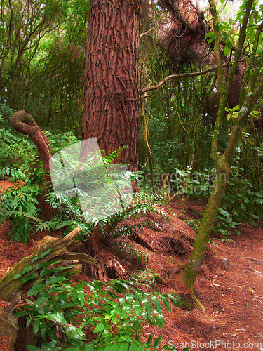 Image of Nature, forest and autumn leaves of fern with growth, sustainable environment and tropical rainforest. Tree trunk, ecosystem and woods for plants, vegetation and scenery in natural landscape.