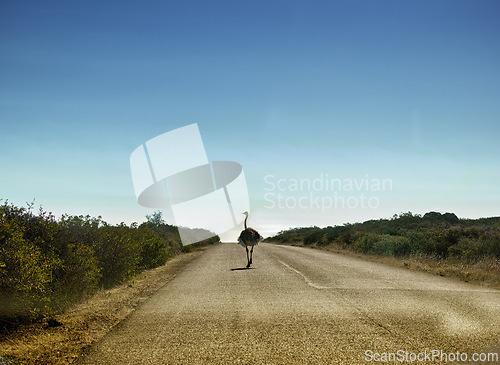 Image of Mockup space, sky and ostrich on road walking alone in summer with nature or background. Bird, animal or landscape of habitat, conservation and sustainability and rural wildlife and plants or bush