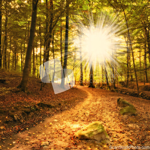 Image of Sun, path or forest with countryside travel, holiday or vacation scenery in Sweden or nature. Background, natural or trail for journey, tourism or outdoor adventure with woods, trees or autumn season