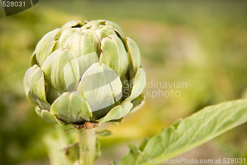 Image of Artichoke 