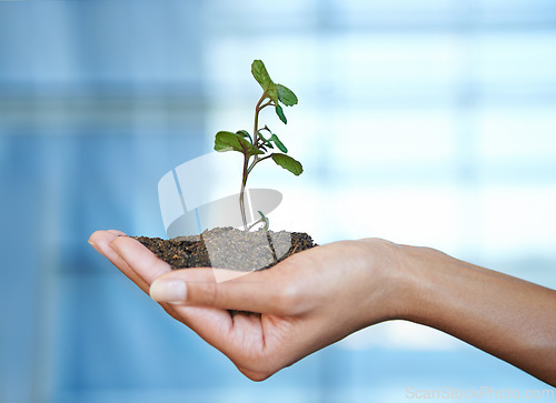 Image of Person, hand and soil with plant for nature growth or future sustainability as earth day, climate change or non profit. Fingers, dirt and leaf for ecosystem gardening for agriculture, care or planet