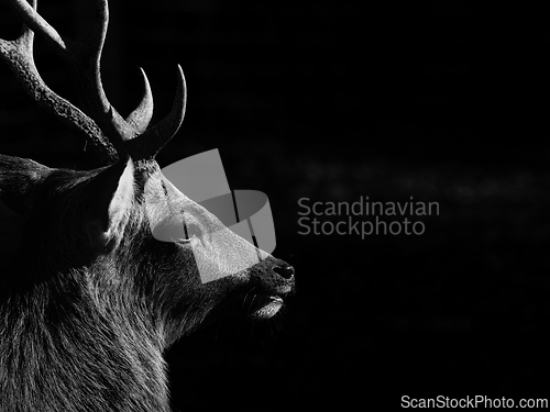 Image of Deer (Capreolus capreolus) in autumn
