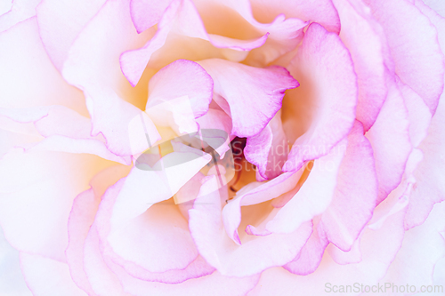 Image of Rose macro in white and pink