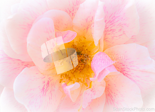 Image of Rose macro in white and pink