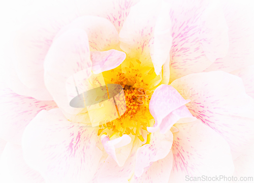 Image of Rose macro in white and pink