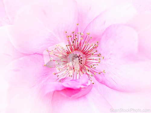 Image of Rose macro in white and pink