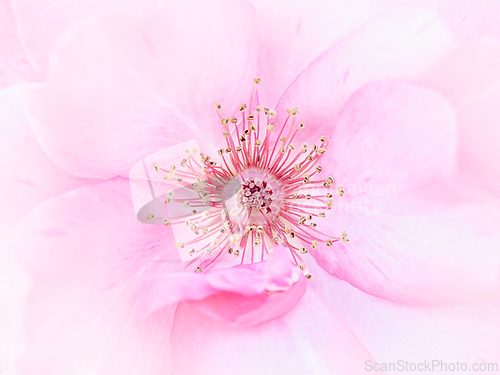 Image of Rose macro in white and pink