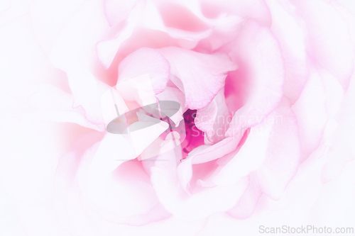 Image of Rose macro in white and pink