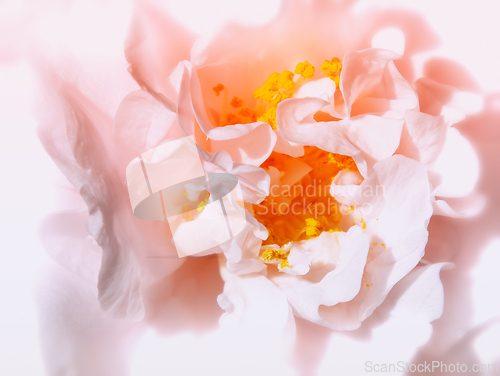 Image of Rose macro in white and pink