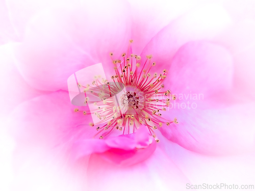 Image of Rose macro in white and pink