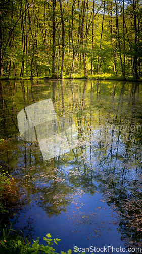 Image of Quiet lake in the forest