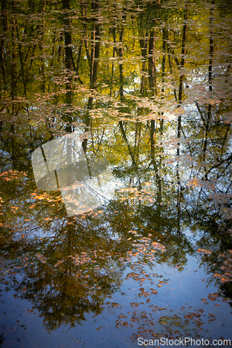 Image of Quiet lake in the forest