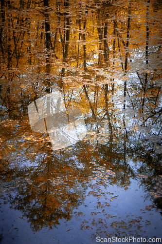 Image of Quiet lake in the forest