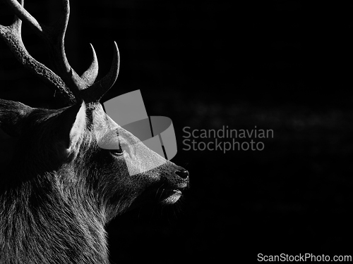 Image of Deer (Capreolus capreolus) in autumn