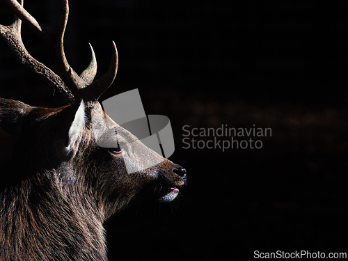 Image of Deer (Capreolus capreolus) in autumn