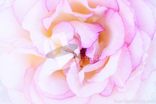 Image of Rose macro in white and pink