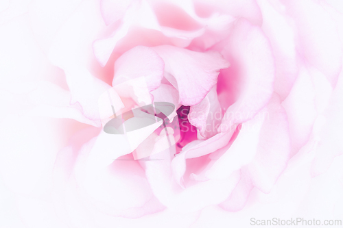 Image of Rose macro in white and pink