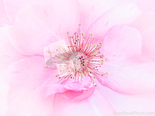 Image of Rose macro in white and pink