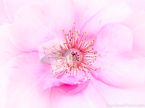 Image of Rose macro in white and pink