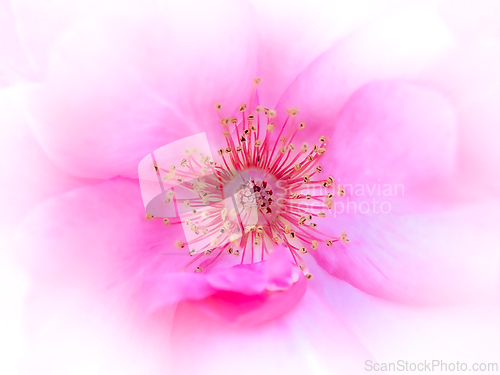 Image of Rose macro in white and pink