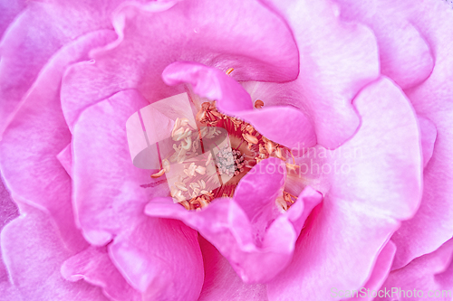 Image of Rose macro in white and pink