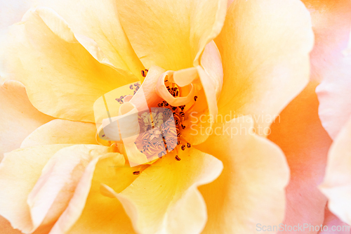 Image of Rose macro in white and pink