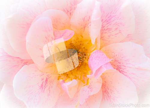 Image of Rose macro in white and pink