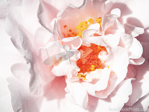 Image of Rose macro in white and pink