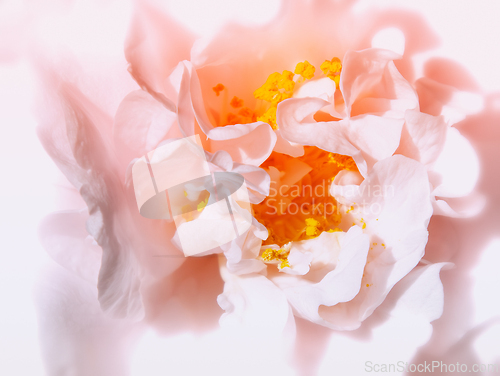 Image of Rose macro in white and pink