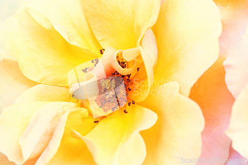 Image of Rose macro in white and pink