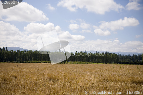 Image of U Pick Berry Farm