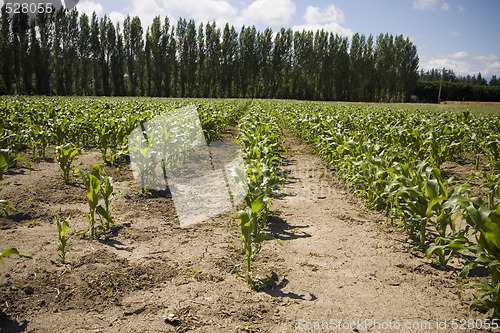 Image of Rows of Corn