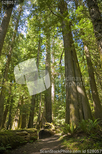 Image of Olympic National Park